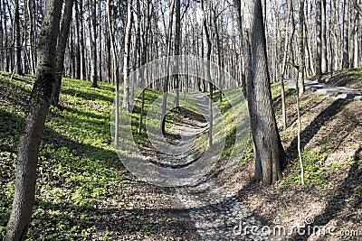 Path trough trees in the park. Stock Photo