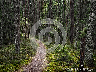 A path under trees in a deep forest. Stock Photo