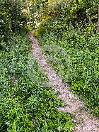 Path uphill green forest portrait Stock Photo