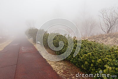 Path way with fern shrub along side that disappear in the fog at Mount Usu in winter in Hokkaido, Japan Stock Photo
