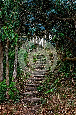 Path way in the forest. Stairs in the jungle. Walking in nature concept. Stock Photo