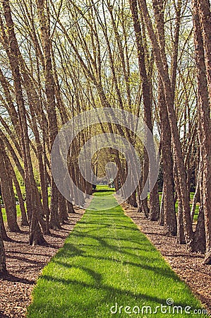 Path way through the trees Stock Photo
