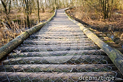 Path through wet forest Stock Photo