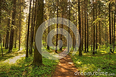Path in Wild forest Stock Photo