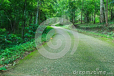 Path through wild forest with mossy and green folliage Stock Photo