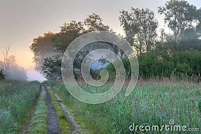 Path wild vegetation Stock Photo