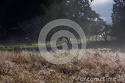 A path winds through the trees while in the foreground the dew glistens on the long grass Stock Photo