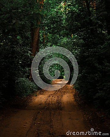 Path in the wood in the sammer Stock Photo