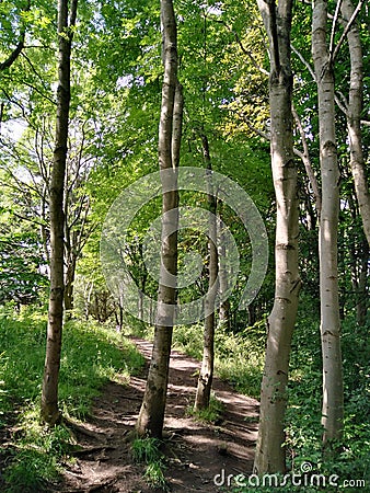 Path through the woods Stock Photo