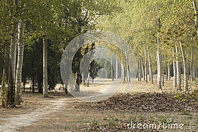 The path through the woods Stock Photo