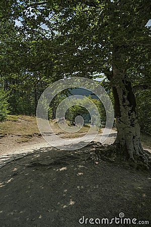 Path in the woods. Big tree close-up on the lake lago Calamone, Reggio Emilia, Italy Stock Photo