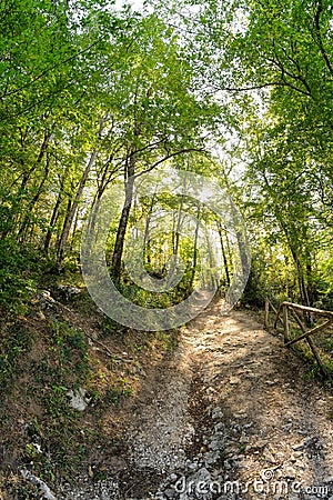Path in the woods Stock Photo