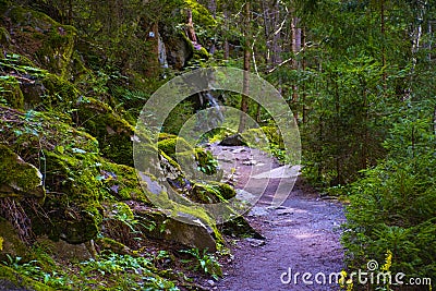 Path in the woods of Tyrol four Stock Photo