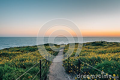 Path and yellow flowers at sunset, at Dana Point Headlands Conservation Area, in Dana Point, Orange County, California Stock Photo