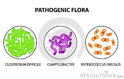 Pathogenic flora. Clostridium difficile, Campylobacter, Enterococcus faecalis. Infographics. Vector illustration Vector Illustration