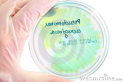Pathological bacteria Stock Photo