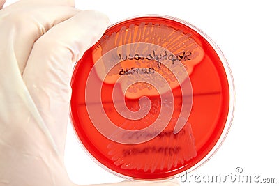 Pathological bacteria Stock Photo