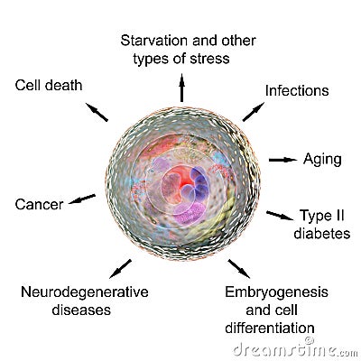 Pathological and physiological functions of autophagy Cartoon Illustration