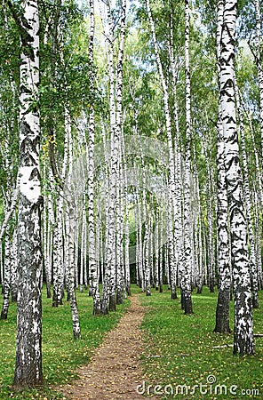 Pathway in autumn burch forest Stock Photo