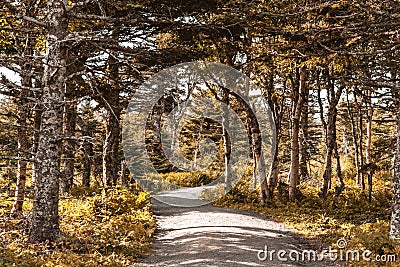 Pathway in the autumn forest in Cape Breton Highlands National Park Stock Photo
