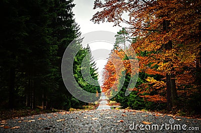 Pathway in autumn forest with fallen leafs Stock Photo
