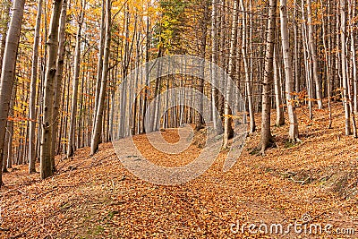 Pathway through the autumn park. Panorama of a path through a lush green summer forest Stock Photo