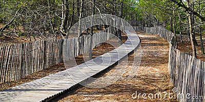 Pathway beach access in pine coast forest on southwest seacoast France Stock Photo