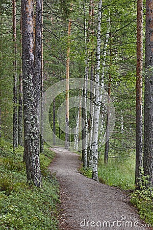 Pathway on a birch forest. Finland nature wilderness Stock Photo