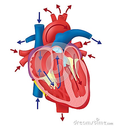 Pathway of Blood Vector Illustration