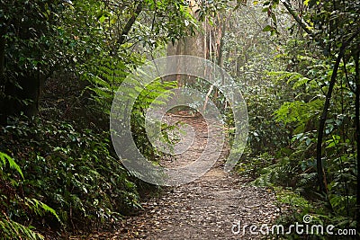 Pathway through the forest Stock Photo