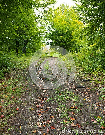 Pathway through forest Stock Photo