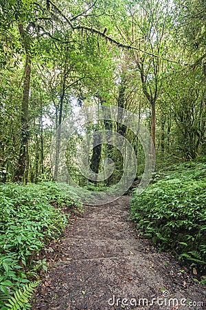 Pathway in the forest. Stock Photo