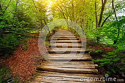 Pathway in forest. Plitvice lakes, Croatia Stock Photo