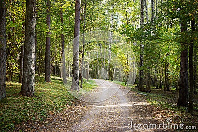 Pathway in a forest Stock Photo