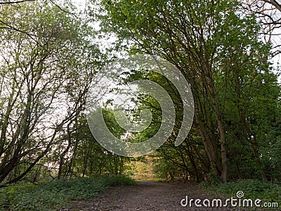 A pathway through a forest during sunset Stock Photo