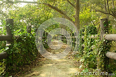 Pathway in forest with wooden side rails Stock Photo