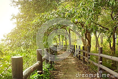 Pathway in forest with wooden side rails Stock Photo