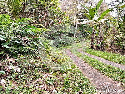 the pathway in the generic fields in the village Stock Photo