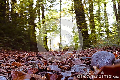 Pathway through forest close to the ground Stock Photo