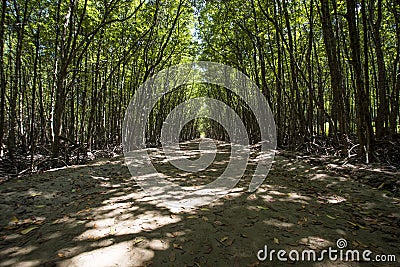 Pathway in the mangrove at Can Gio`s Monkey Island. Stock Photo