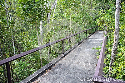 Pathway in mangrove forest Stock Photo