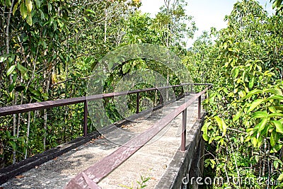 Pathway in mangrove forest Stock Photo