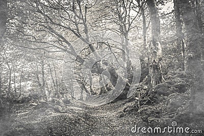 Pathway in the mystique forest with fog, park of Monte Cucco Stock Photo