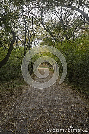 End of summer pathway in the tunnel of trees in the park Stock Photo