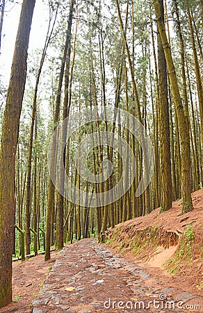 Pathway Through Pine Trees in Pine Forest Valley, Vagamon, Idukki, Kerala, India... Stock Photo