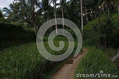 Pathway in Rice Fields. Stock Photo