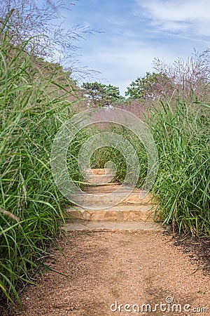 Pathway stairs with tall grass Stock Photo