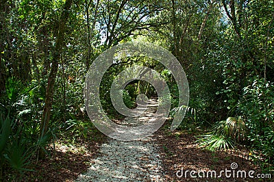 Pathway through subtropical forest Stock Photo