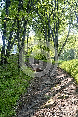 pathway in the sunlight and shadows in the summer forest of the national Apennines Toscano-Emiliano Park Monte Fuso Stock Photo