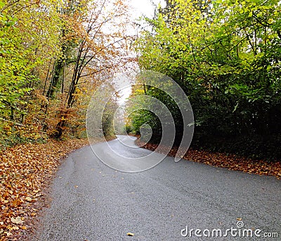 Pathway Thru Nature Stock Photo